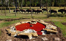 Aranyani Bison Adventure Tourist Park - Tourism TAS 5