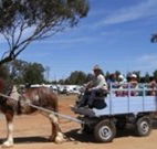 Ariah Park Camping Ground - Hobart Tourism