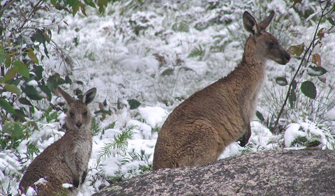 Barokee Campground - Hobart Tourism 0