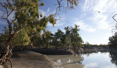 Darling River Campground - Tourism TAS 1
