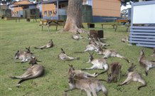 Durras Lake North Holiday Park - Tourism TAS 4