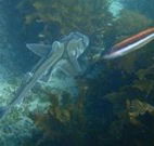 Honeymoon Bay - Hobart Tourism