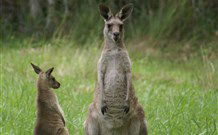 Michael's Clarence Valley Retreat - Hobart Tourism 7