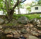 Mt Warning Rainforest Park - Tourism TAS