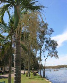 Pelican Park - Hobart Tourism 2