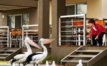 Ski Club Holiday Park - Hobart Tourism 1
