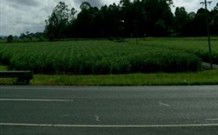 Poinciana Motel - Murwillumbah - Tourism TAS 1
