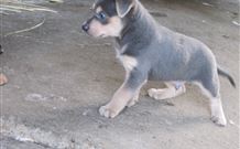 Ashmar Farm Stay - Tourism TAS 4