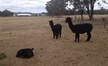 Baidland Hill Cottage - Hobart Tourism 1