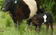 Barkeldine Farm Country Retreat - thumb 4