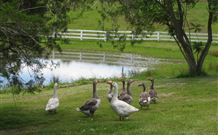 Barkeldine Farm Country Retreat - Hobart Tourism 6