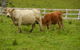 Barkeldine Farm Country Retreat - thumb 5