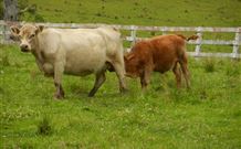 Barkeldine Farm Country Retreat - Hobart Tourism 5