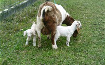 Big Bell Farm - Tourism TAS 4