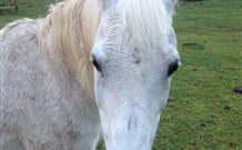 Eaglewood B And B And Farmstay - Hobart Tourism 0