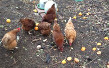 Eaglewood B And B And Farmstay - Hobart Tourism 2