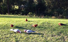Eaglewood B And B And Farmstay - Hobart Tourism 3