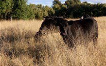 Hanericka Farmstay - Tourism TAS 1
