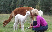 Joselands Country Accommodation - Tourism TAS 2