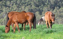 Mansfield Cottage Barrington Tops Accommodation - Tourism TAS 1