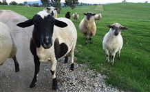 Mount Christopherson Retreat - Tourism TAS 3