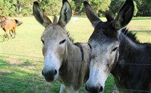 Red Hill Organics Farmstay - Tourism TAS 5