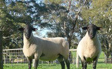 Red Hill Organics Farmstay - Tourism TAS 7