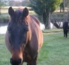 Reynella Kosciusko Rides Accommodation - Tourism TAS