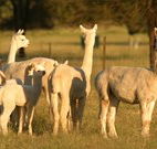 Waterfall Way Farmstay - Tourism TAS