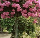 Eden Bed and Breakfast - Tourism TAS