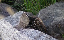 Mowamba River Lodge - Hobart Tourism 4