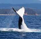 Snug Cove Bed and Breakfast - Tourism TAS