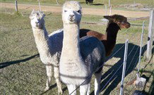 Sunrise Bed And Breakfast - Tourism TAS 4