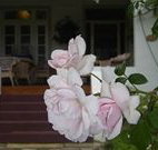 White House Heritage Guesthouse - Tourism TAS