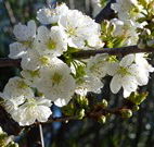 Cora's Gypsum Cottage - Tourism TAS