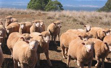Dairy Flat Farm Holiday - Tourism TAS 3
