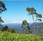 Emaroo Cottage on Argent Street - Tourism TAS