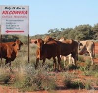 Kilcowera Station - Tourism TAS