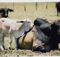 Henderson Park Farm Retreat - Tourism TAS
