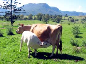 Cedar Glen Farmstay - Tourism TAS 0