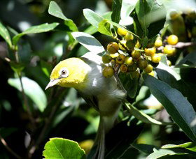 Arborlee Rainforest Retreat - Tourism TAS 2