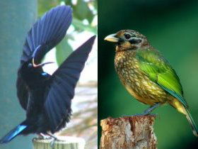 Chambers Wildlife Rainforest Lodges - Tourism TAS 1