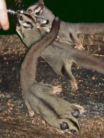 Chambers Wildlife Rainforest Lodges - Tourism TAS 3