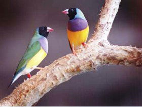 Jabiru Safari Lodge At Mareeba Wetlands - Hobart Tourism 1