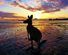 Cape Hillsborough QLD Tourism TAS