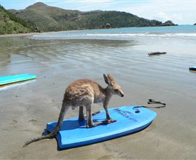 Cape Hillsborough Nature Tourist Park - Tourism TAS 3