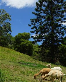 Wattle Gully Retreat - Tourism TAS 0