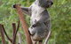 Wattle Gully Retreat - thumb 2