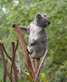 Wattle Gully Retreat - Tourism TAS 2