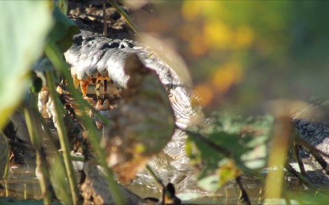 Corroboree Park Tavern - Tourism TAS 6